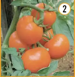 Hornbach Bio-Salatparadeiser Angebot