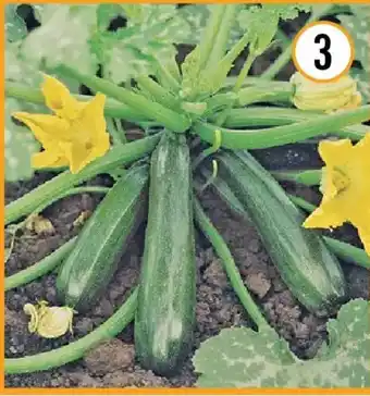Bio-zucchini grün