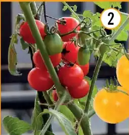 Hornbach Bio-cocktailparadeiser annabelle Angebot