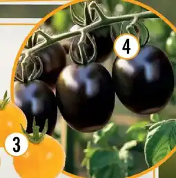 Hornbach Bio-salatparadeiser black plum Angebot