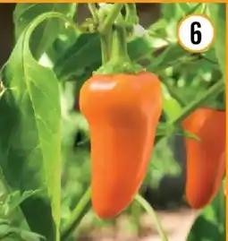 Hornbach Bio-paprika hamik Angebot