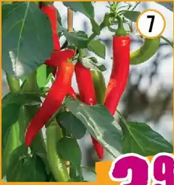 Hornbach Bio-chili jalapeño ruben Angebot