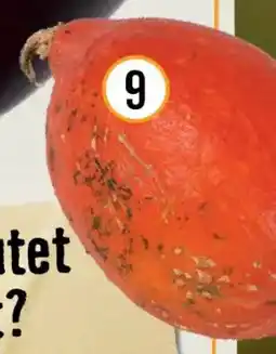 Hornbach Bio-kürbis hokkaido orange Angebot