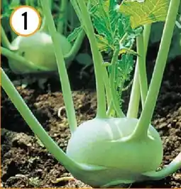 Hornbach Bio-Kohlrabi weiß oder blau Angebot