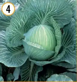 Hornbach Bio-weißkraut Angebot