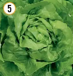Hornbach Bio-kopfsalat butterhäuptel Angebot