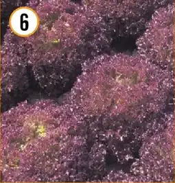 Hornbach Bio-schnittsalat lollo rosso Angebot