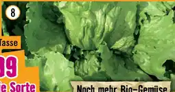 Hornbach Bio-eisbergsalat Angebot