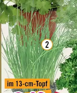 Hornbach Bio-schnittlauch Angebot
