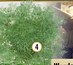 Hornbach Bio dill Angebot