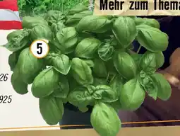 Hornbach Bio-Basilikum Angebot