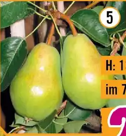 Hornbach Bio-birne williams christbirne Angebot