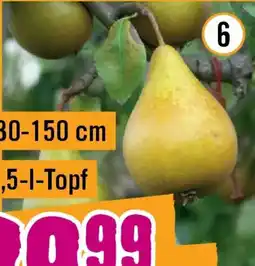 Hornbach Bio-birne gellerts butterbirne Angebot