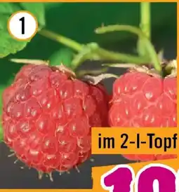 Hornbach Bio-himbeere willamette Angebot