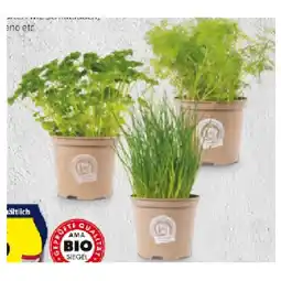 Hofer Bio-Kräuter versch. Sorten HOFER Angebot