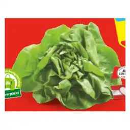 Hofer Kopfsalat aus Österreich HOFER Angebot