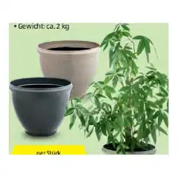 Hofer Pflanzgefäss aus Kunststoff, Ø 50 cm HOFER Angebot