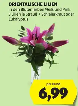 Hofer Orientalische Lilien Angebot