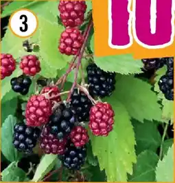 Hornbach Bio-Brombeere Navaho Angebot