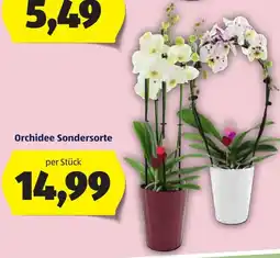 Hofer Orchidee Sondersorte Angebot