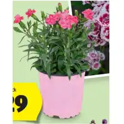 Hofer Nelke versch. Farben und Sorten HOFER Angebot