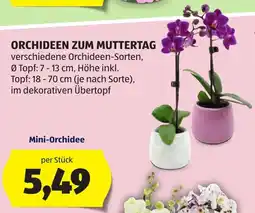 Hofer Mini-Orchidee Angebot