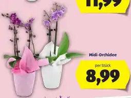 Hofer Midi-Orchidee Angebot