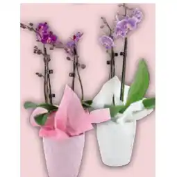 Hofer Midi-Orchidee HOFER Angebot