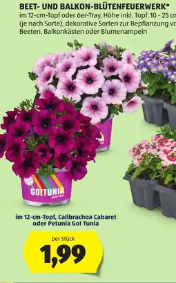 Hofer Beet- und Balkon-Blütenfeuerwerk Angebot