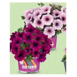 Hofer Beet- und Balkon-Blütenfeuerwerk im 12-cm-Topf, Calibrachoa Cabaret oder Petunia Go! Tunia HOFER Angebot
