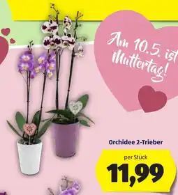 Hofer Orchidee 2-Trieber Angebot
