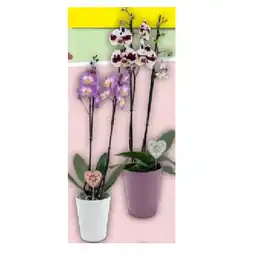 Hofer Orchidee 2-Trieber HOFER Angebot