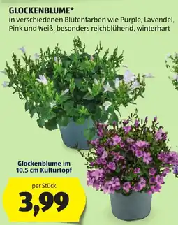 Hofer Glockenblume Angebot