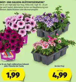 Hofer Beet- und Balkon-Blütenfeuerwerk Angebot