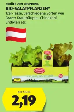 Hofer BIO-Salatpflanzen Angebot