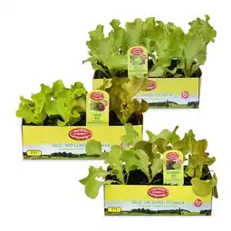 Hofer BIO-Salatpflanzen versch. Sorten HOFER Angebot