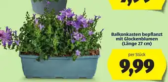 Balkonkasten bepflanzt mit Glockenblumen