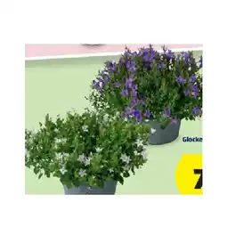 Hofer Glockenblumen Schale Ø 20 cm HOFER Angebot
