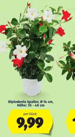Hofer Dipladenia Spalier Angebot