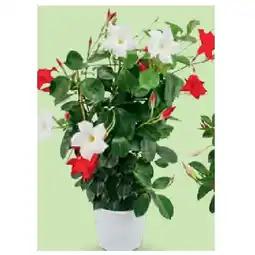Hofer Dipladenia Spalier, Ø 14 cm, Höhe: 35 - 40 cm HOFER Angebot