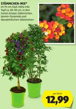 Hofer Stämmchen-Mix Angebot