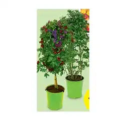 Hofer Stämmchen-Mix HOFER Angebot