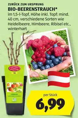 Hofer BIO-Beerenstrauch Angebot