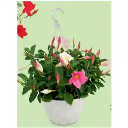 Hofer Ampel, Ø 19 cm, Höhe: 40 - 50 cm HOFER Angebot