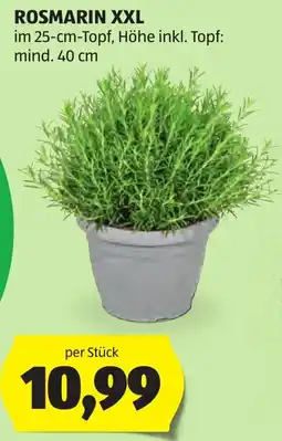 Hofer Rosmarin XXL Angebot