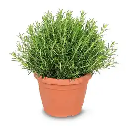 Hofer Rosmarin XXL HOFER Angebot