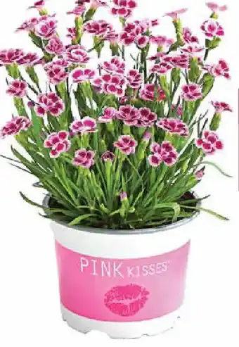 Gartennelke Pink Kisses