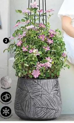 Dehner Waldrebe Angebot