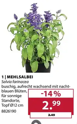 Dehner Mehlsalbei Angebot