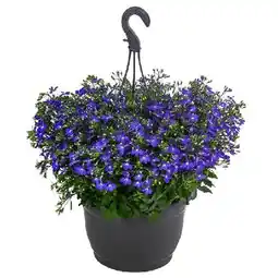 Dehner Männertreu, Ampel Ø 25 cm Dehner Angebot